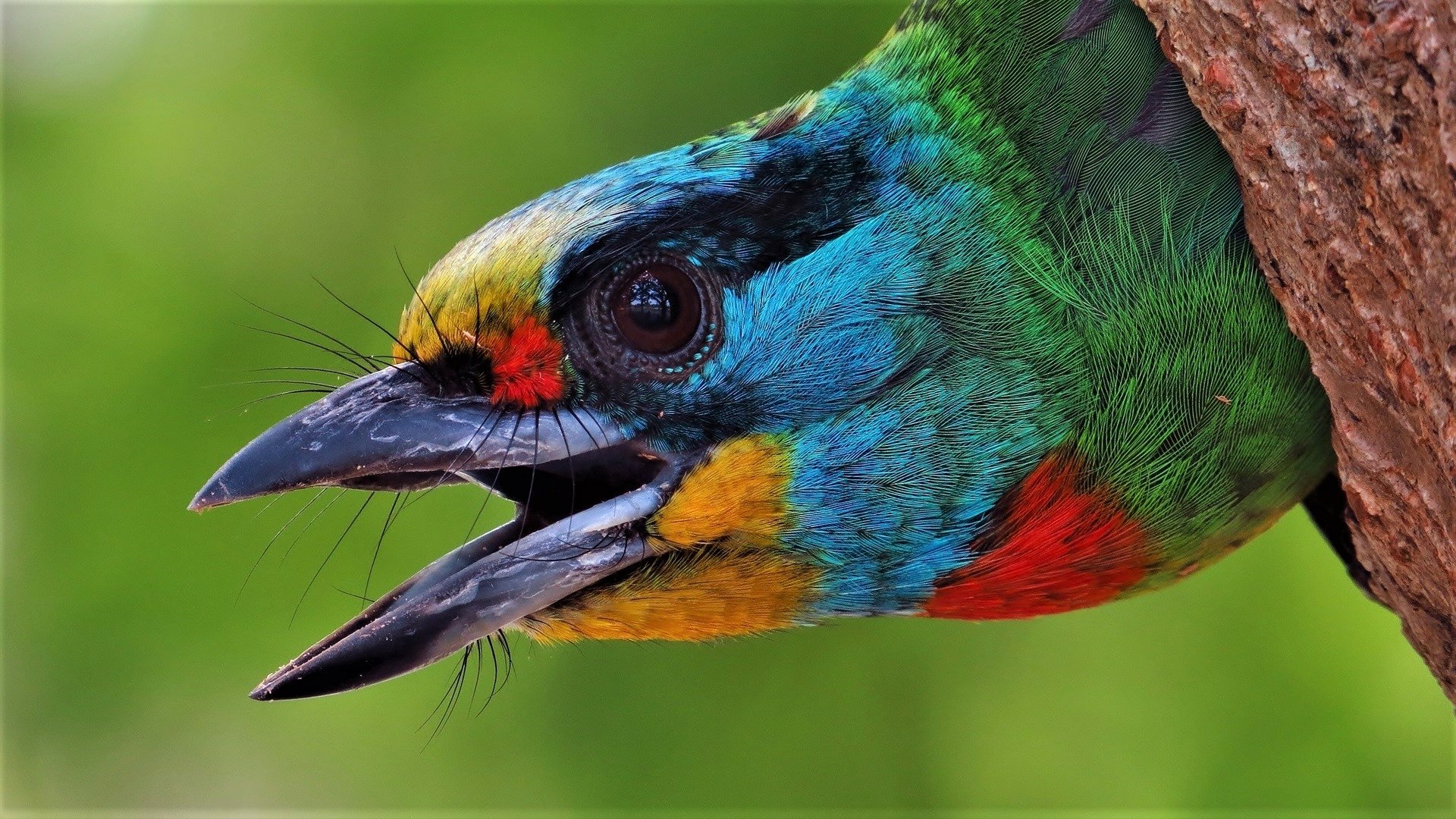 1 Asian Woodpecker Hd Wallpapers Background Images Wallpaper Abyss