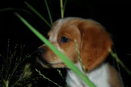 Animal dog HD Desktop Wallpaper | Background Image