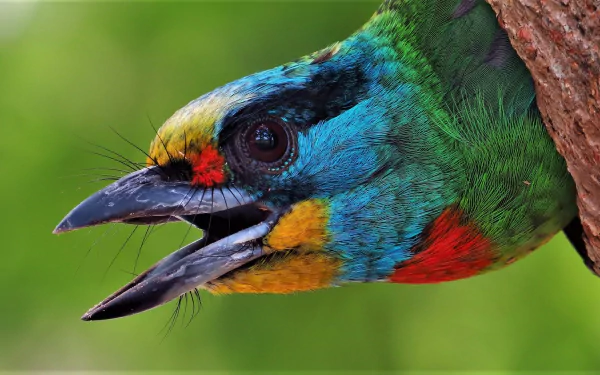 Colorful Black‑browed Barbet close-up on an HD desktop wallpaper — vivid blues, greens, yellows and red as the barbet peers from a tree.