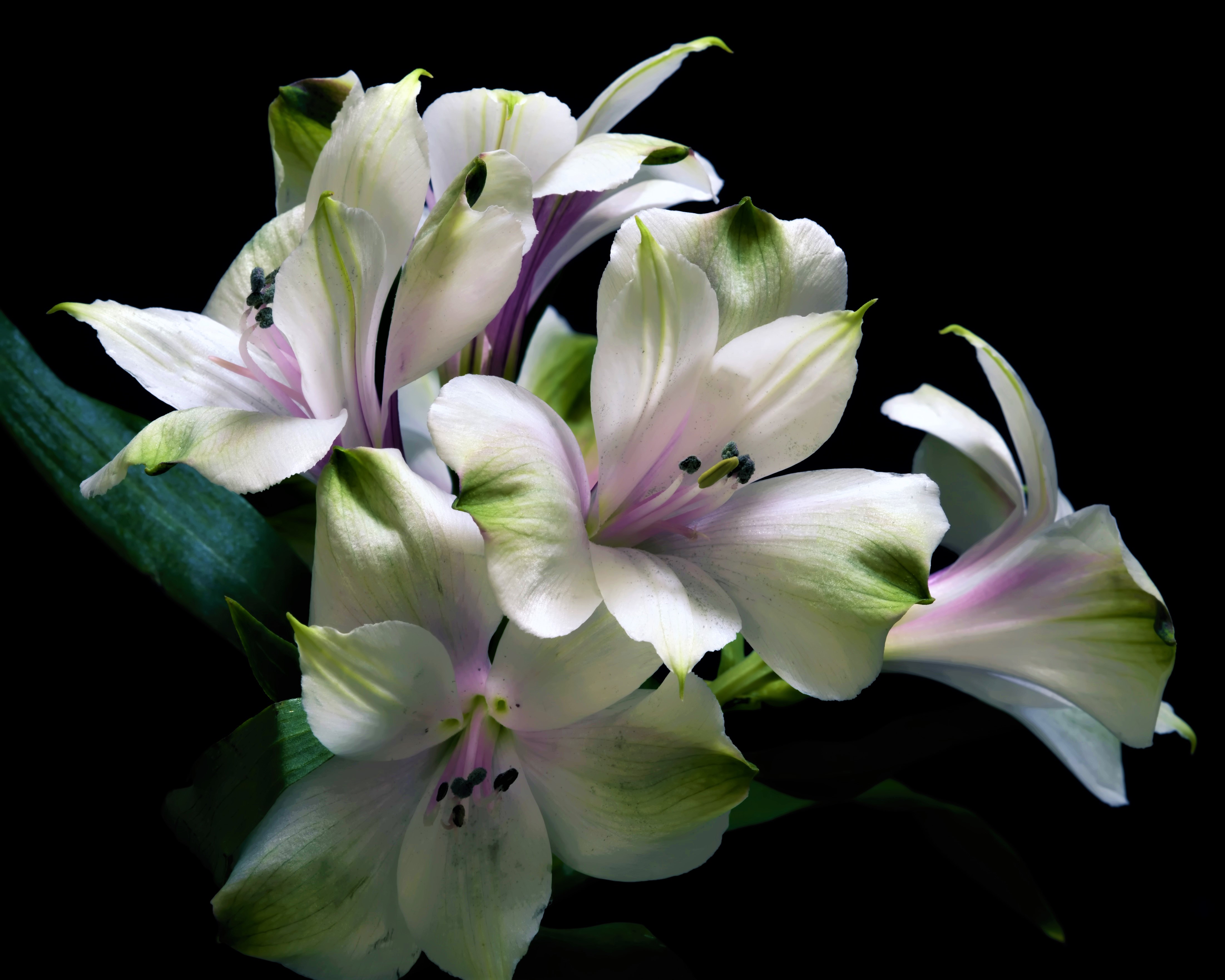 Alstroemeria HD Wallpapers and Backgrounds