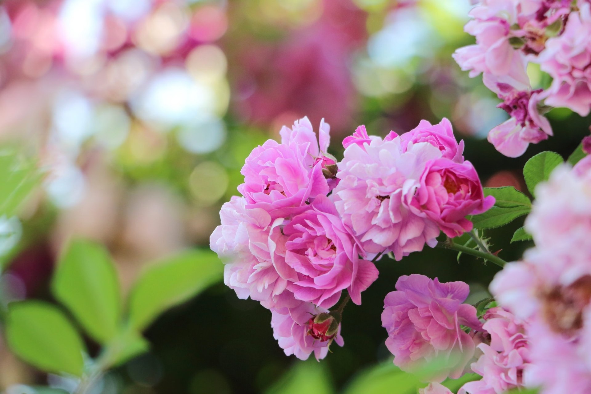 Download Spring Bokeh Close-up Pink Flower Flower Nature Blossom HD  Wallpaper, image size:1920x1280