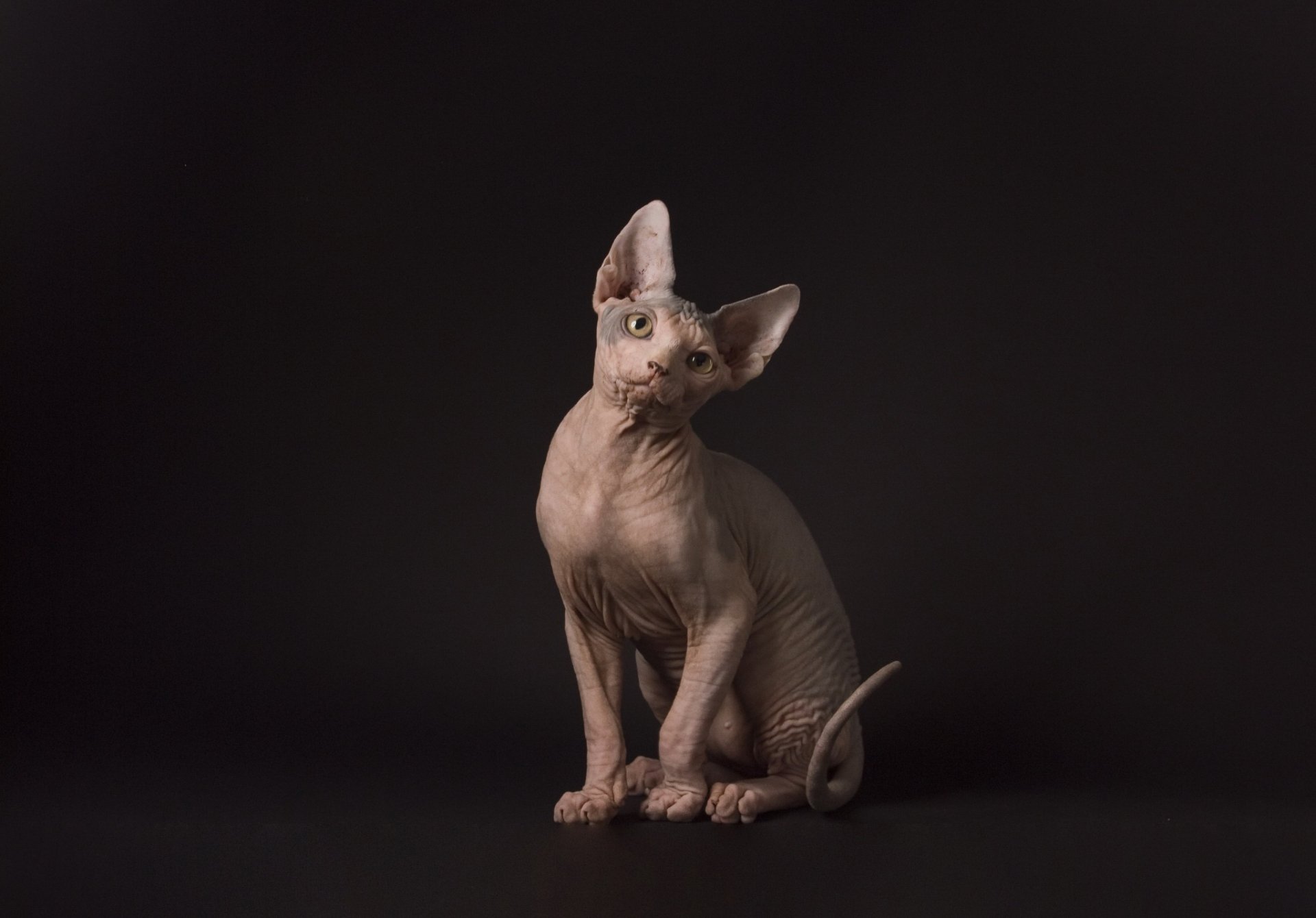 Download Cat Animal Sphynx Cat HD Wallpaper
