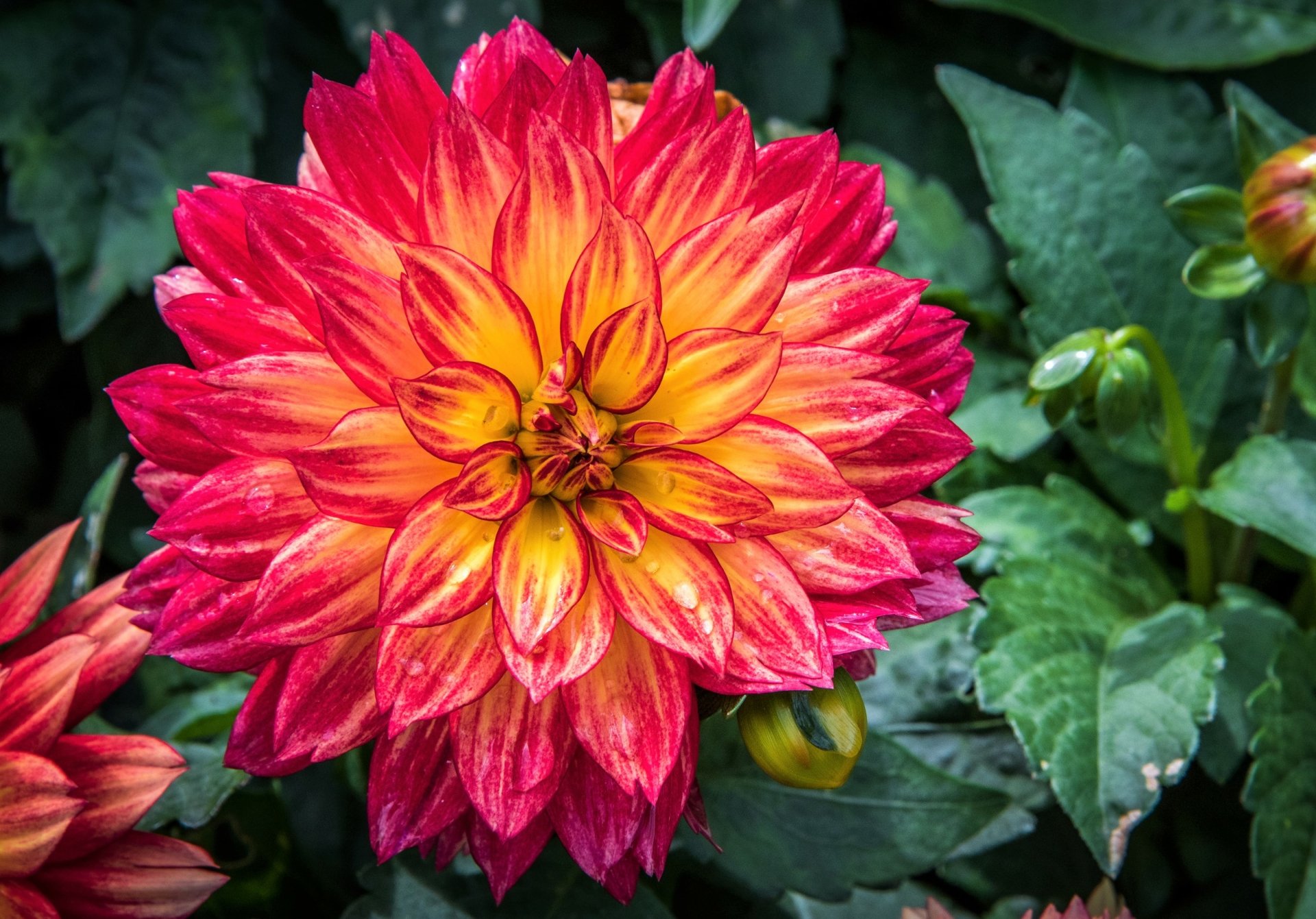 Beautiful Dahlia HD Wallpaper | Background Image | 2520x1760 | ID