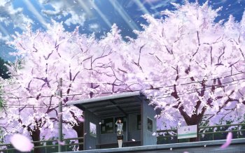 Featured image of post Aesthetic Anime Cherry Blossom Wallpaper 4K - Love is war, kaguya shinomiya, original wallpaper dimensions is 2560x1440px, file size is 93.55kb.