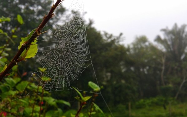 Photography Spider Web Branch Nature HD Wallpaper | Background Image