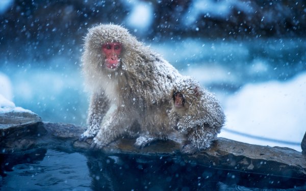Animal Japanese Macaque Monkeys Monkey HD Wallpaper | Background Image