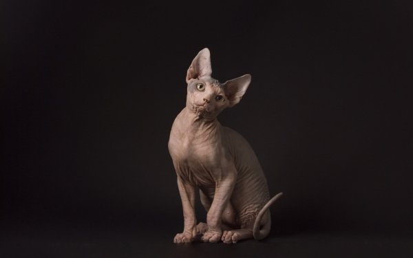 Animal Sphynx Cat Cat HD Wallpaper | Background Image