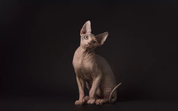 cat Animal sphynx cat HD Desktop Wallpaper | Background Image