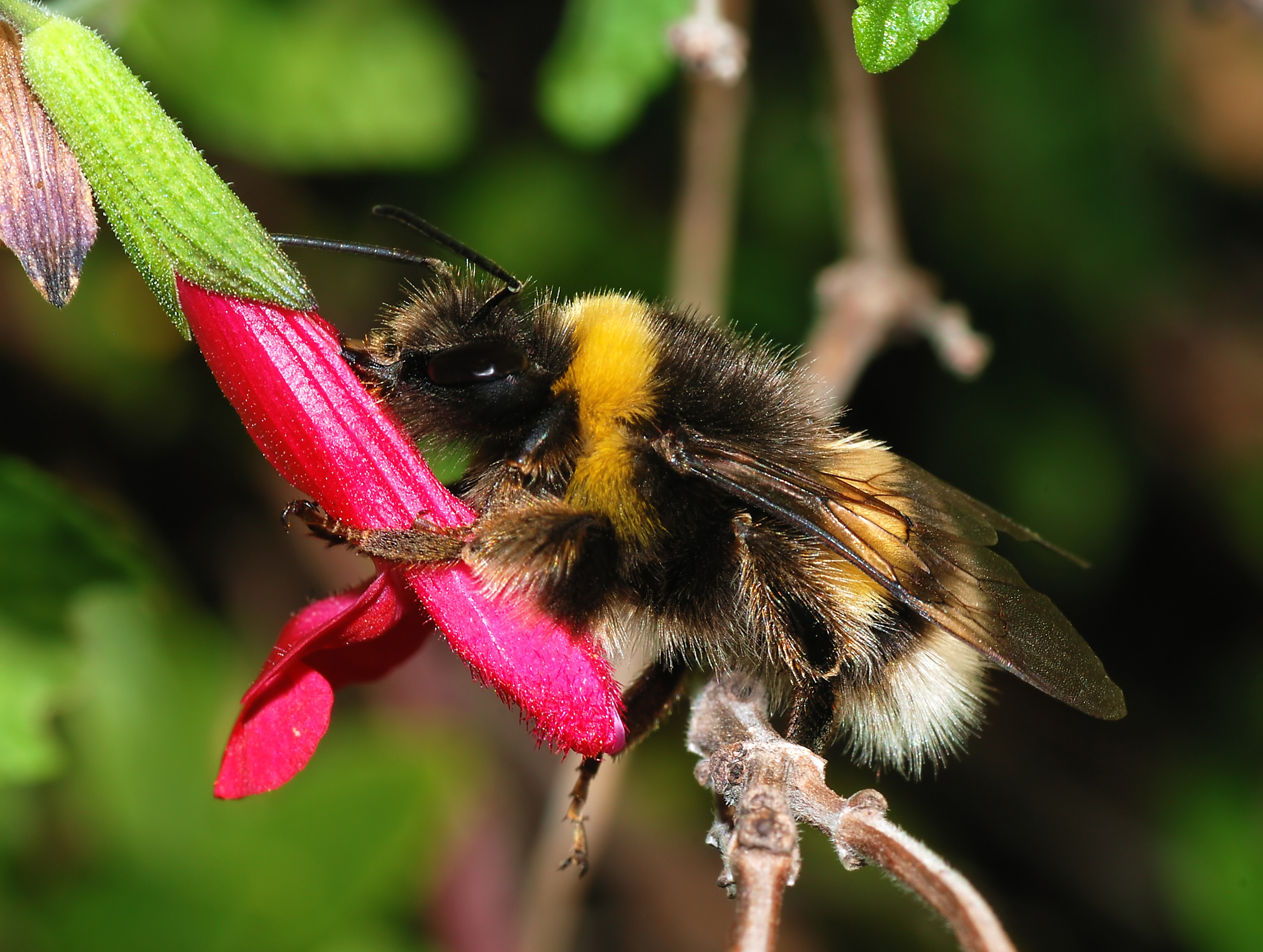 Buff-tailed Bumblebee by Alvesgaspar