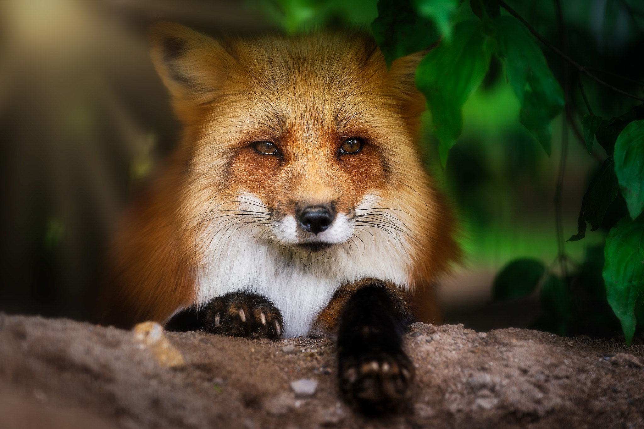 Download Animal Fox HD Wallpaper