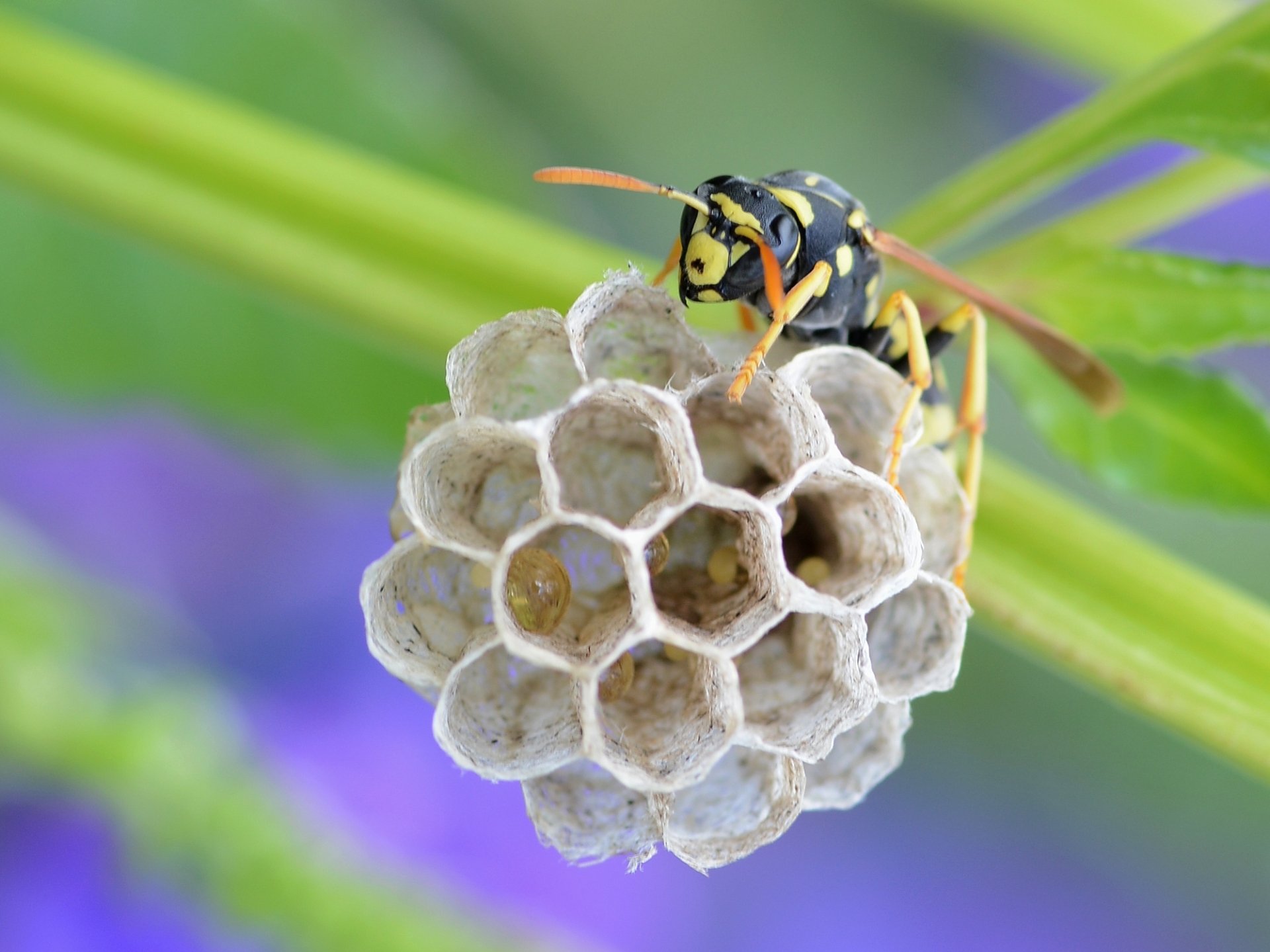 Download Nest Animal Wasp HD Wallpaper by Alvesgaspar