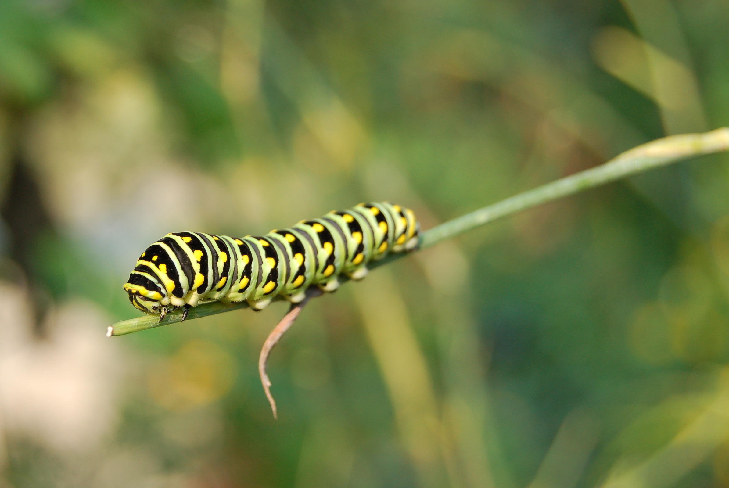 Black Swallowtail Caterpillar by Derek Ramsey