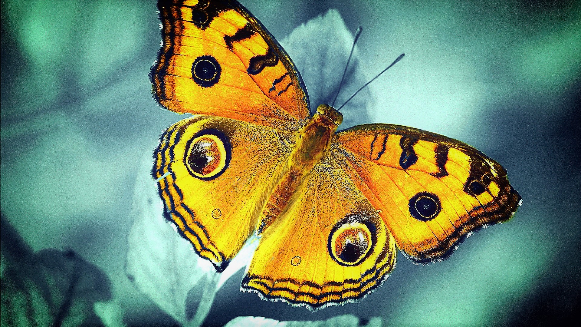 Tiere Schmetterlinge HD Wallpaper | Hintergrund