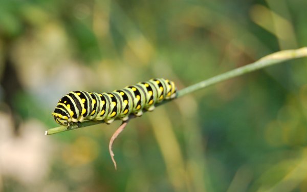 Animal Caterpillar Black Swallowtail HD Wallpaper | Background Image