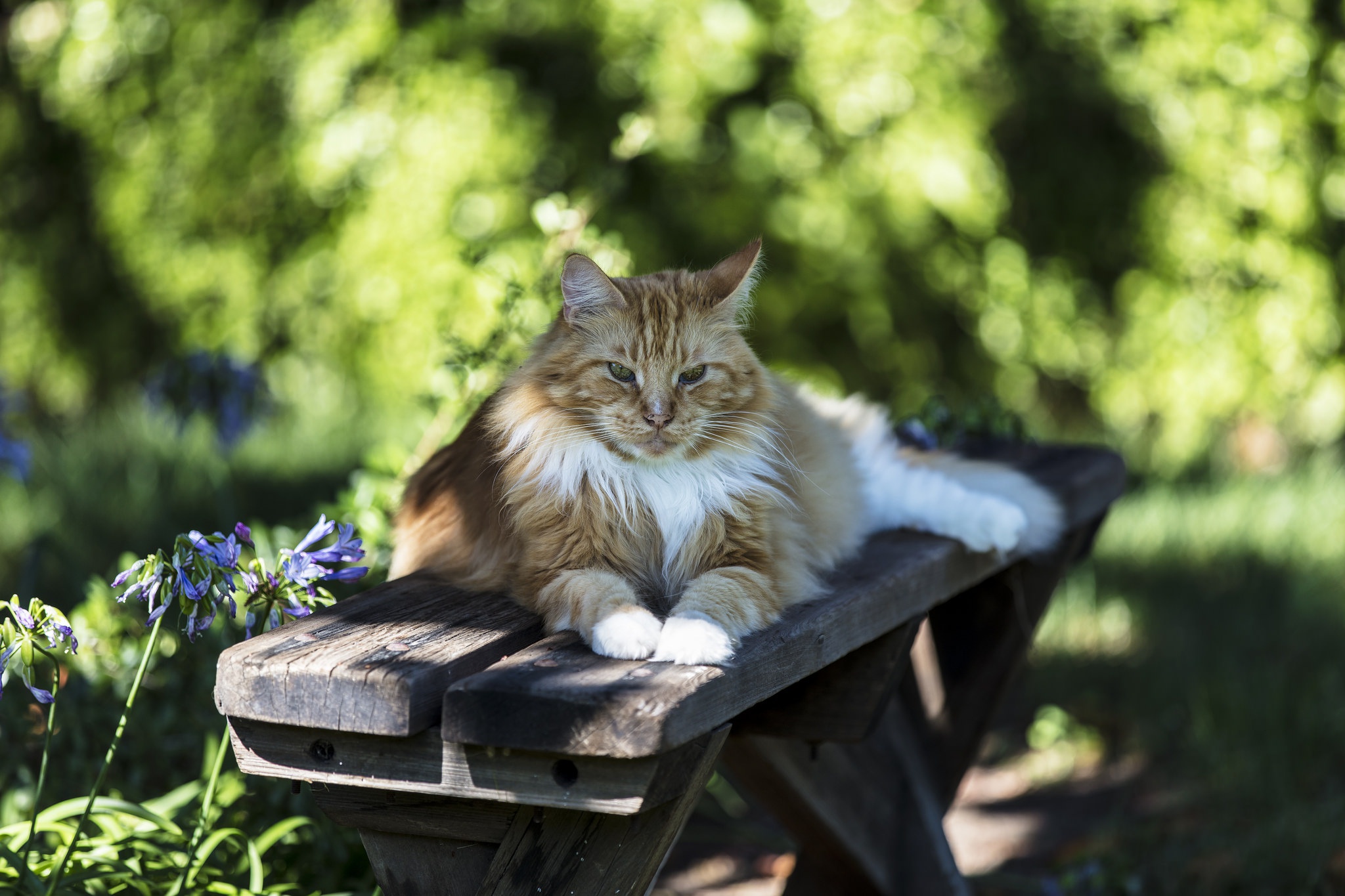 Кот летом. Кошка на скамейке. Кошка летом. Котенок и лето.