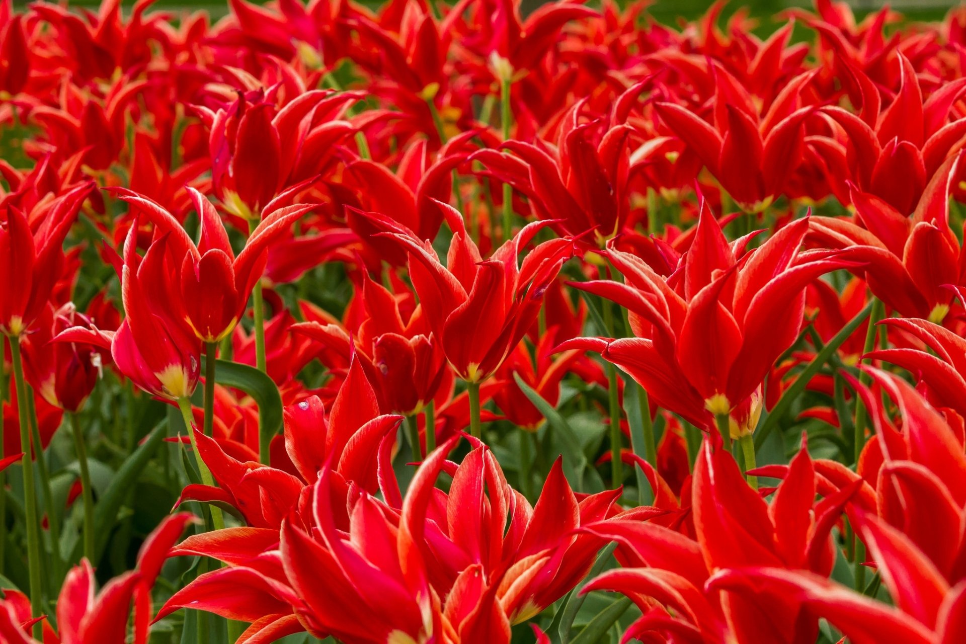 Download Red Flower Nature Flower HD Wallpaper