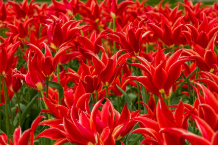 HD PC desktop wallpaper background of a nature scene: close-up field of vibrant red flowers with pointed petals and lush green foliage.