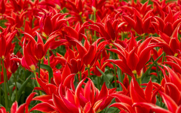 red flower nature flower HD Desktop Wallpaper | Background Image