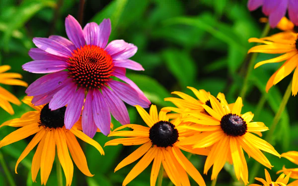  Echinacea Flowers