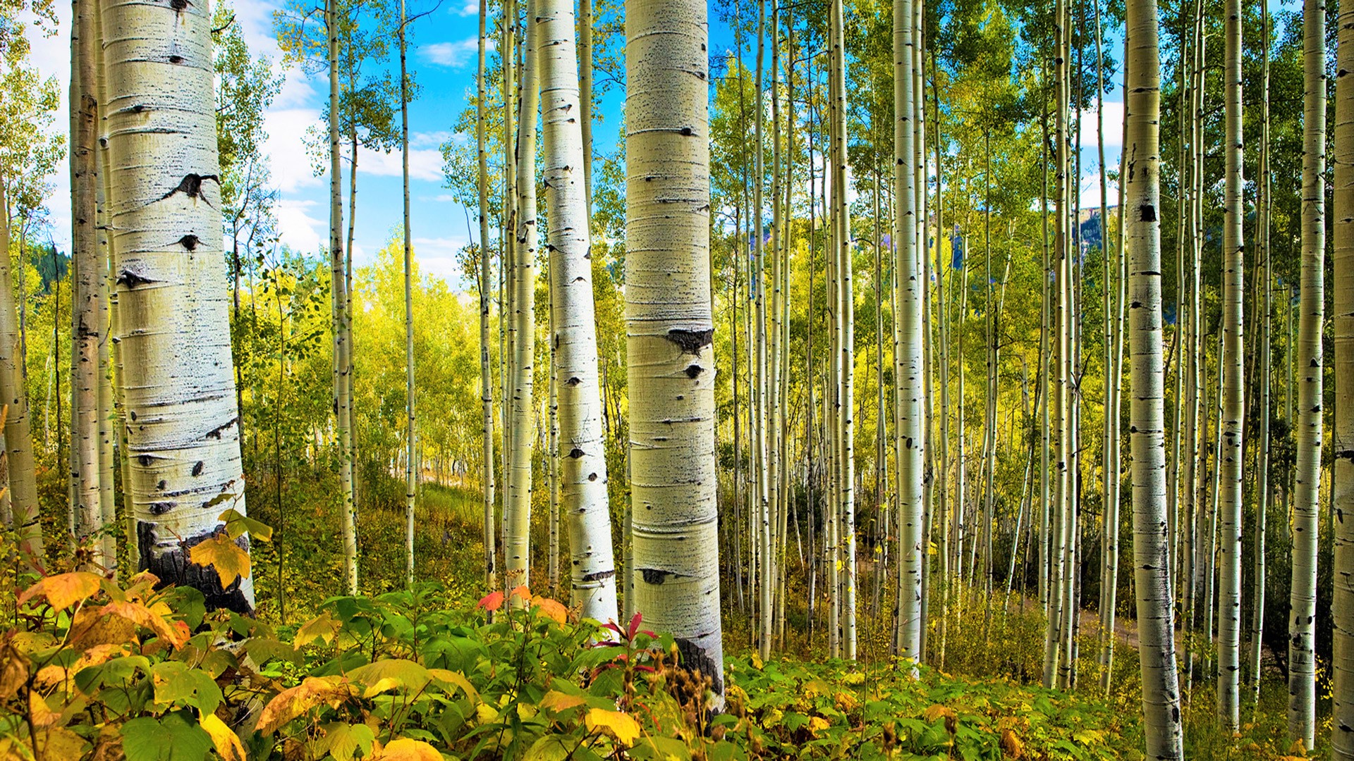 Birch Forest HD Wallpaper | Background Image | 1920x1080  