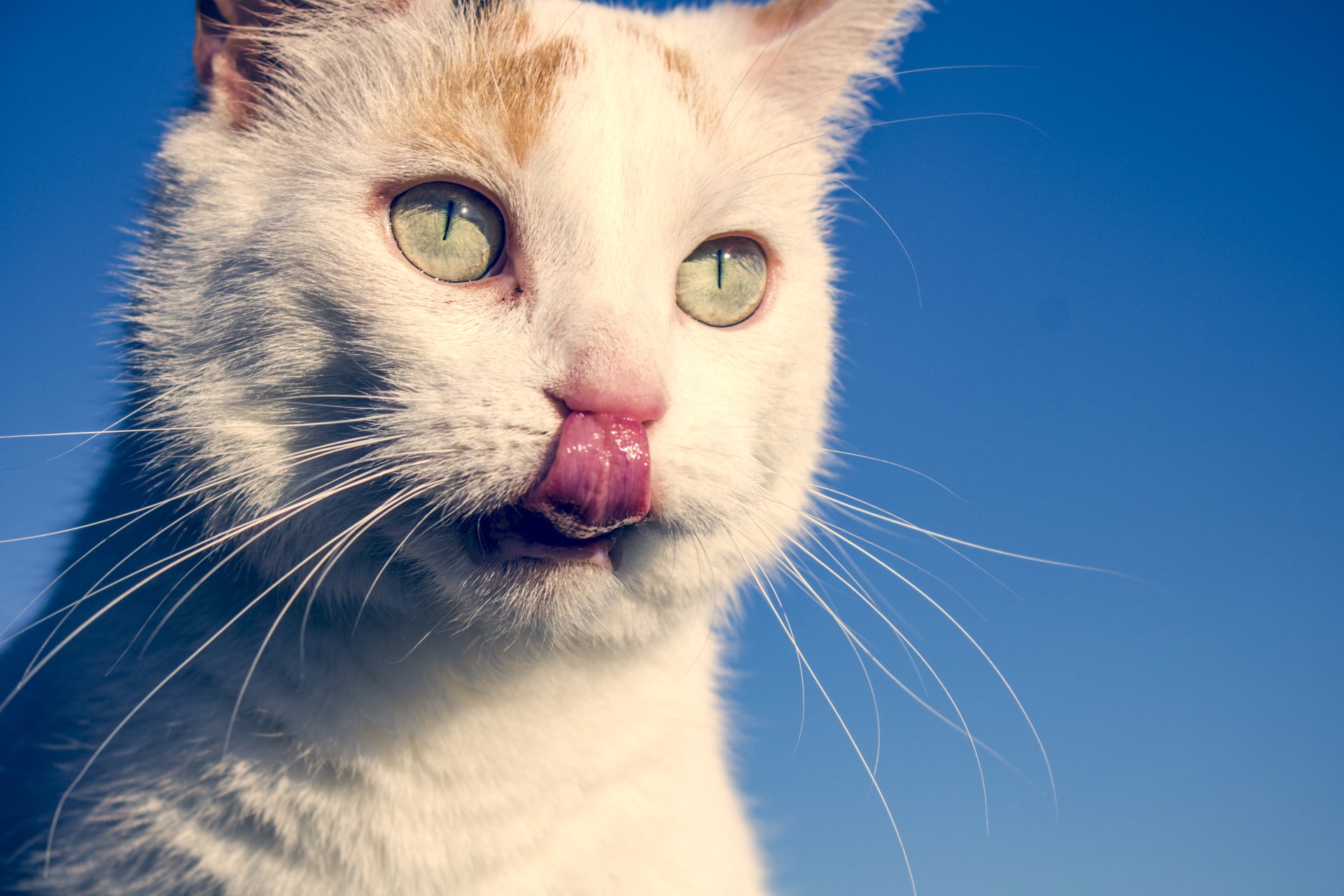 Download Animal Cat 4k Ultra HD Wallpaper