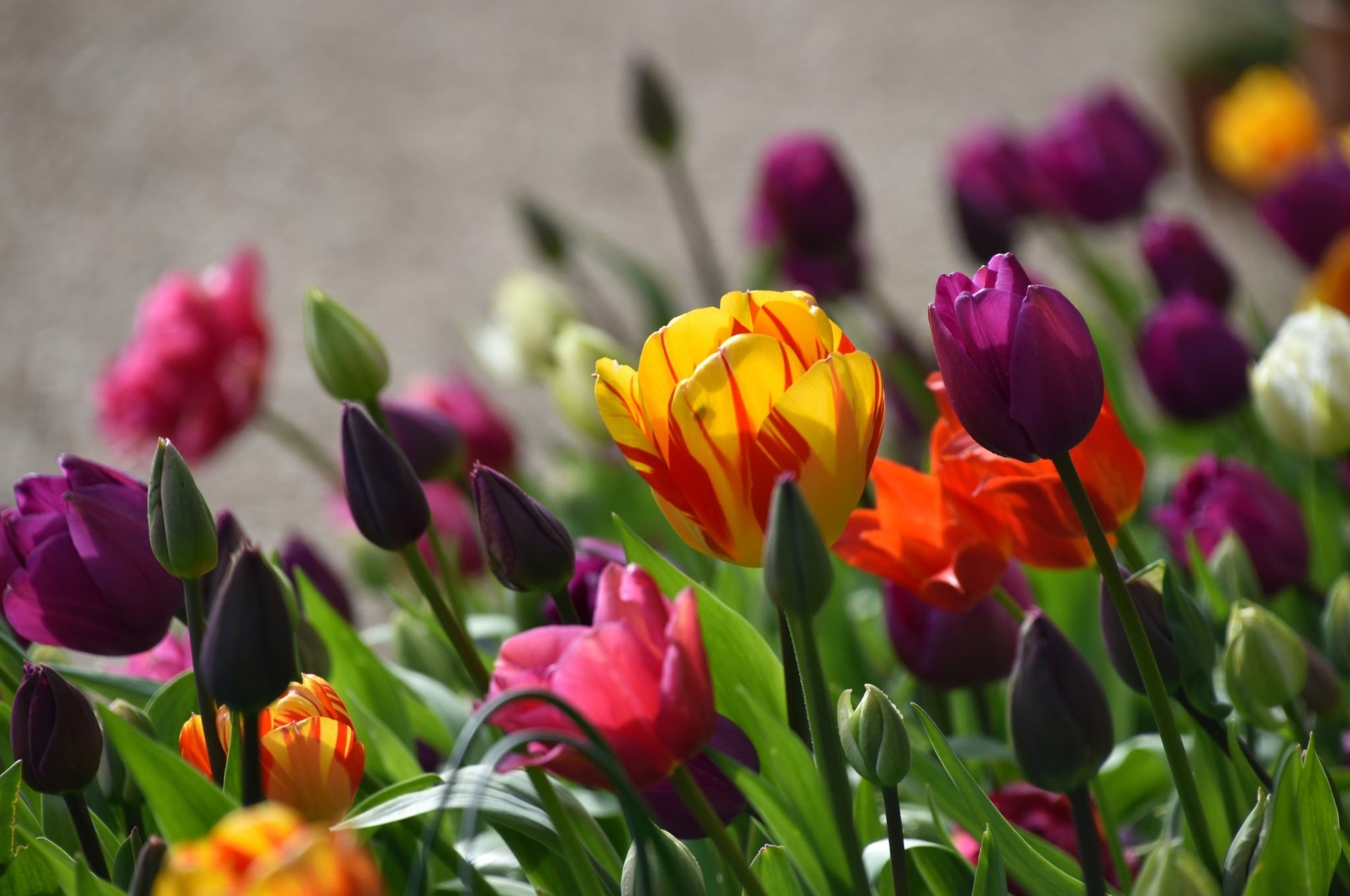Download Purple Flower Flower Nature Tulip HD Wallpaper