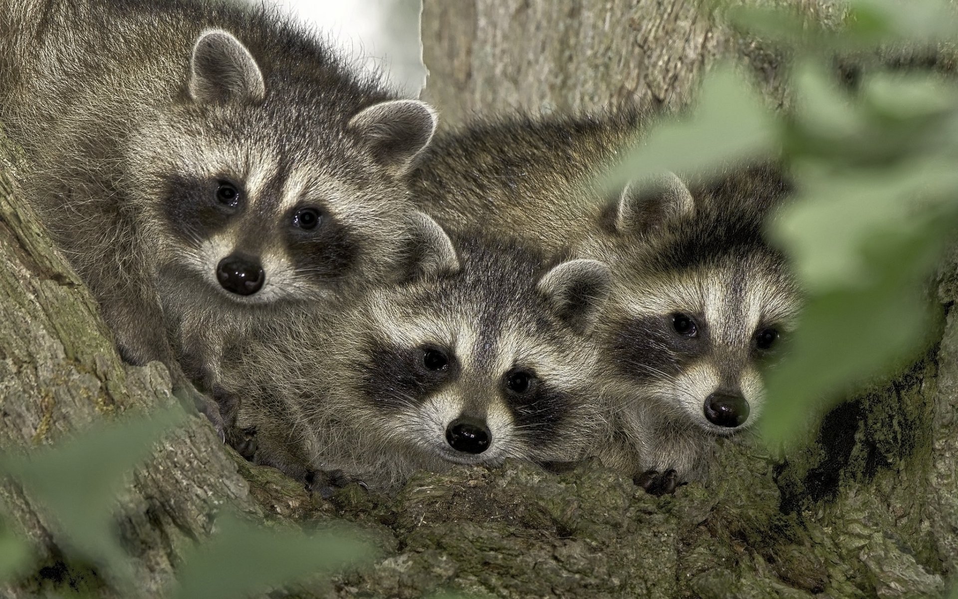Download Animal Raccoon HD Wallpaper