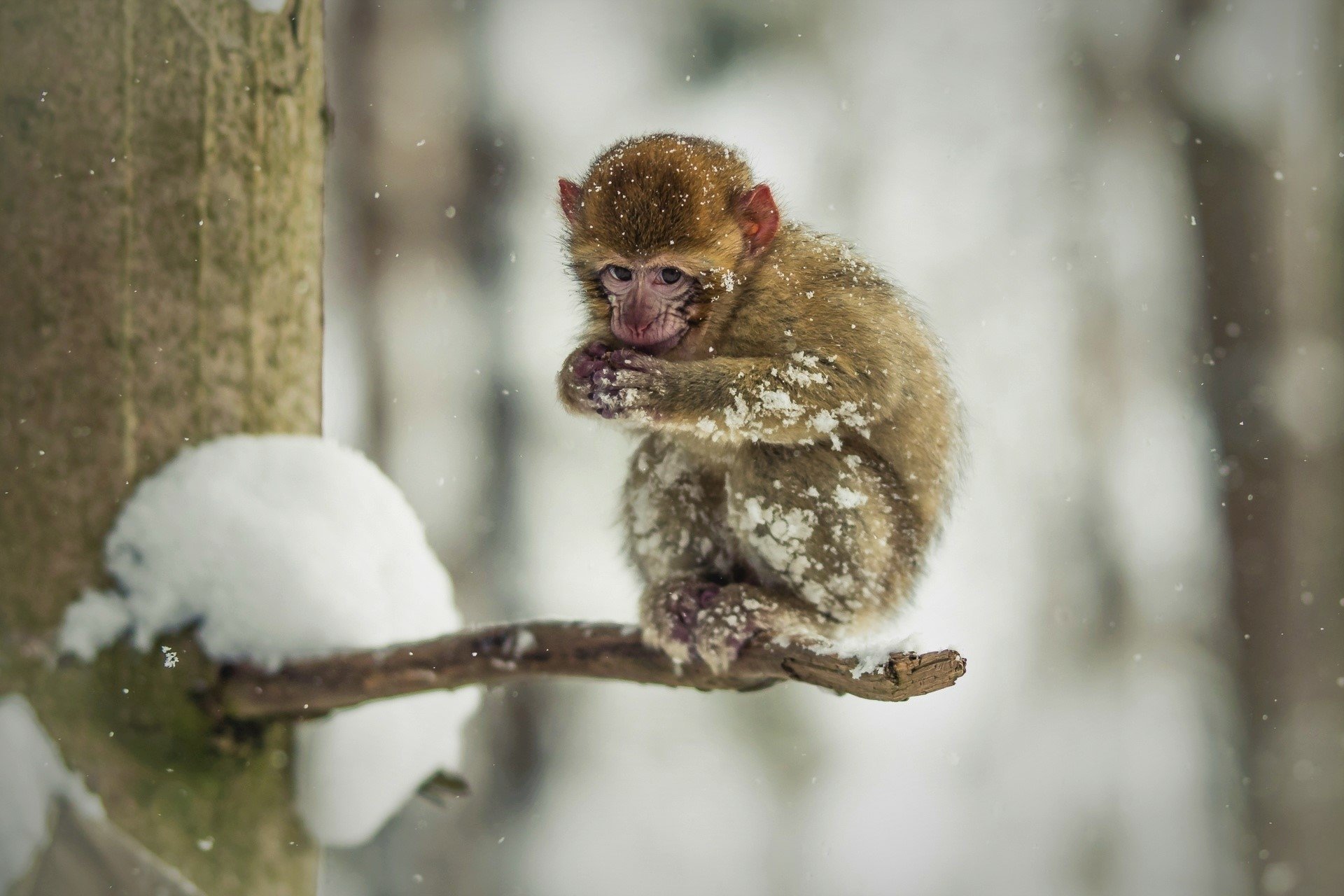 Baby Macaque in the Snow 高清壁纸 桌面背景 1920x1280