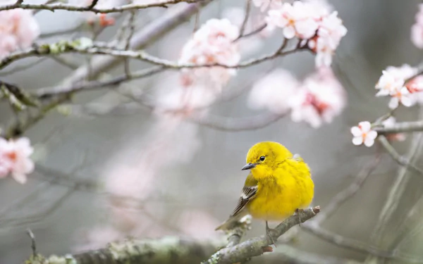 Pine Warbler bird Animal warbler HD Desktop Wallpaper | Background Image