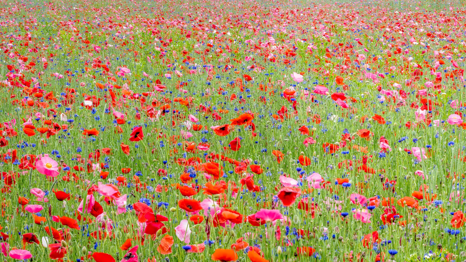 Poppy Hd Wallpaper Background Image 2560x1440