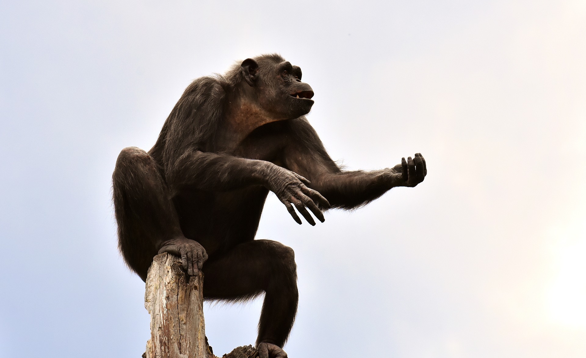 Chimpanzee Sitting on Top of a Dead Tree by Alexas_Fotos