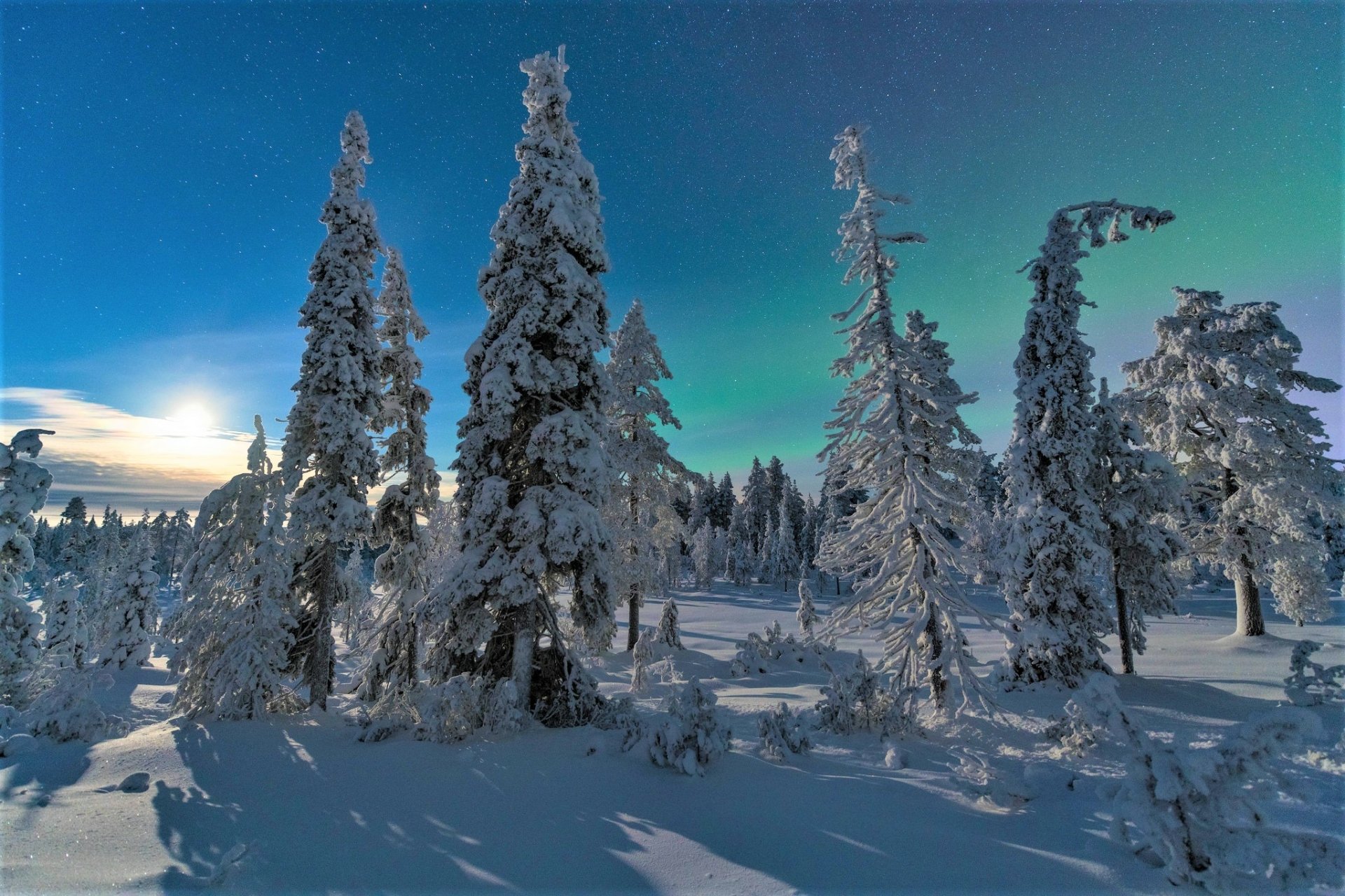 Download Sky Pine Tree Snow Forest Nature Winter HD Wallpaper ...