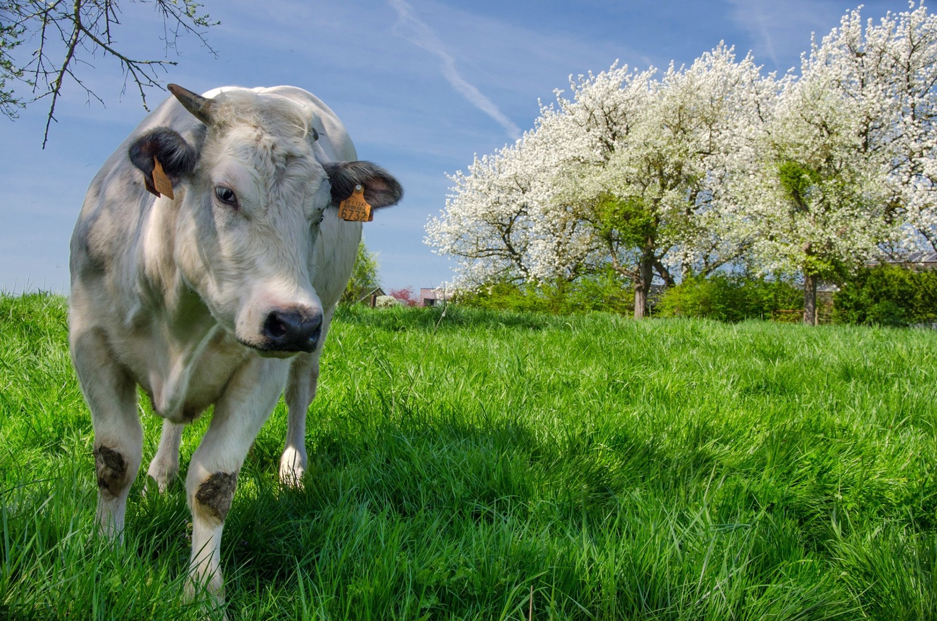Download Grass Spring Animal Cow HD Wallpaper
