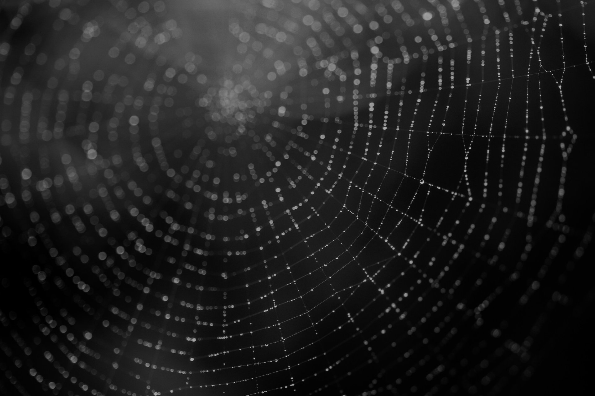 Download Black & White Macro Photography Spider Web  HD Wallpaper
