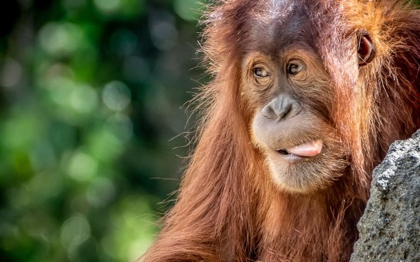 Animal Orangutan Monkeys Bokeh Primate Monkey HD Wallpaper | Background Image