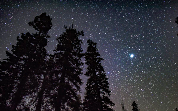 HD PC desktop wallpaper of pine trees silhouetted beneath a starry night sky with a bright star — a tranquil nature night scene.