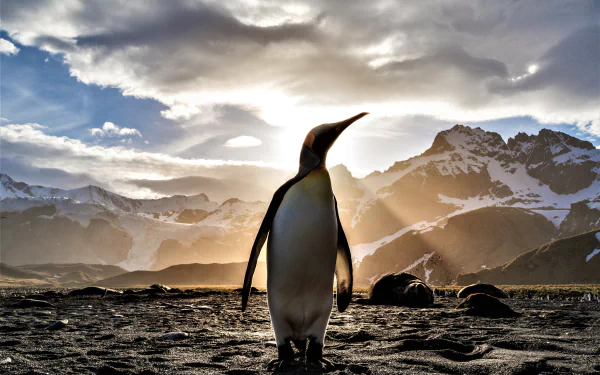 Emperor penguin (bird, animal) stands on a rocky Antarctic shore as sunbeams pierce stormy clouds over snow-capped peaks — 5K Ultra HD PC desktop wallpaper background.
