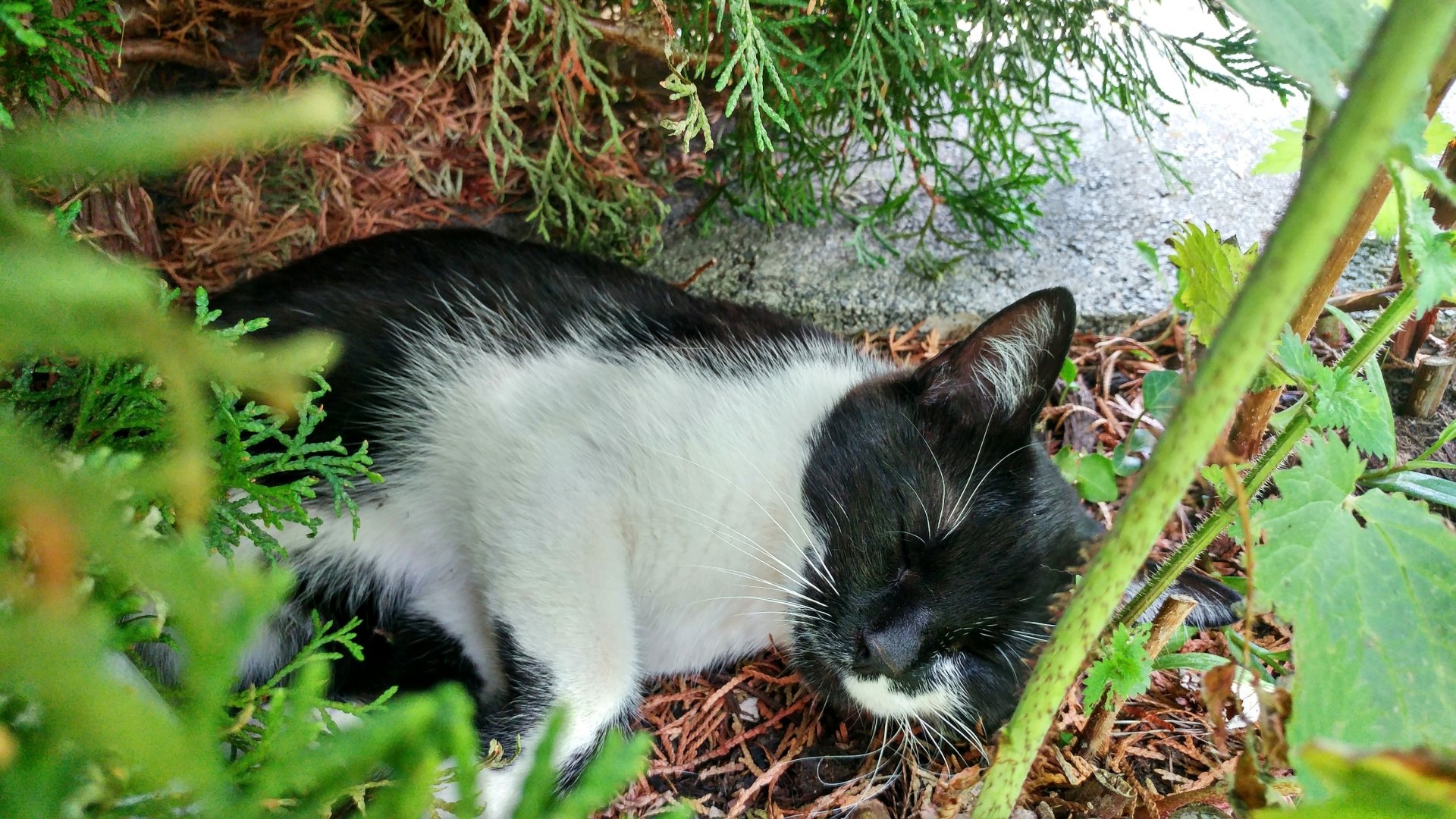 A black and white kitten peacefully sleeping nestled among green plants, captured in vibrant HD, showcasing the calm beauty of nature and animals.