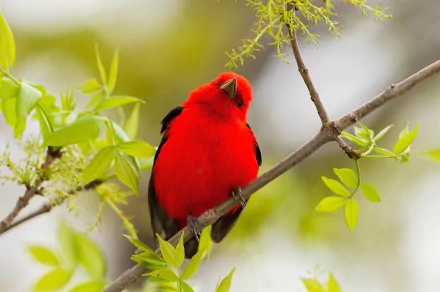 A vibrant scarlet tanager perched on a leafy branch, captured in high definition as an animal-themed PC desktop wallpaper.