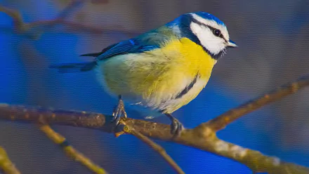 Blue tit (titmouse) bird perched on a branch, vivid yellow and blue plumage against a soft blue backdrop — 4K Ultra HD PC desktop wallpaper/background.
