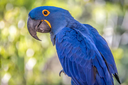 Close-up of a vibrant hyacinth macaw with striking blue feathers against a bokeh background, captured in high definition for a PC desktop wallpaper.