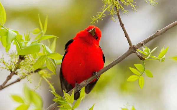 A vibrant scarlet tanager perched on a leafy branch, captured in high definition as an animal-themed PC desktop wallpaper.