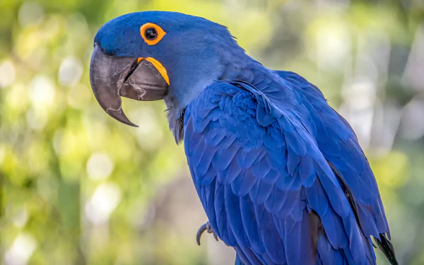 Close-up of a vibrant hyacinth macaw with striking blue feathers against a bokeh background, captured in high definition for a PC desktop wallpaper.