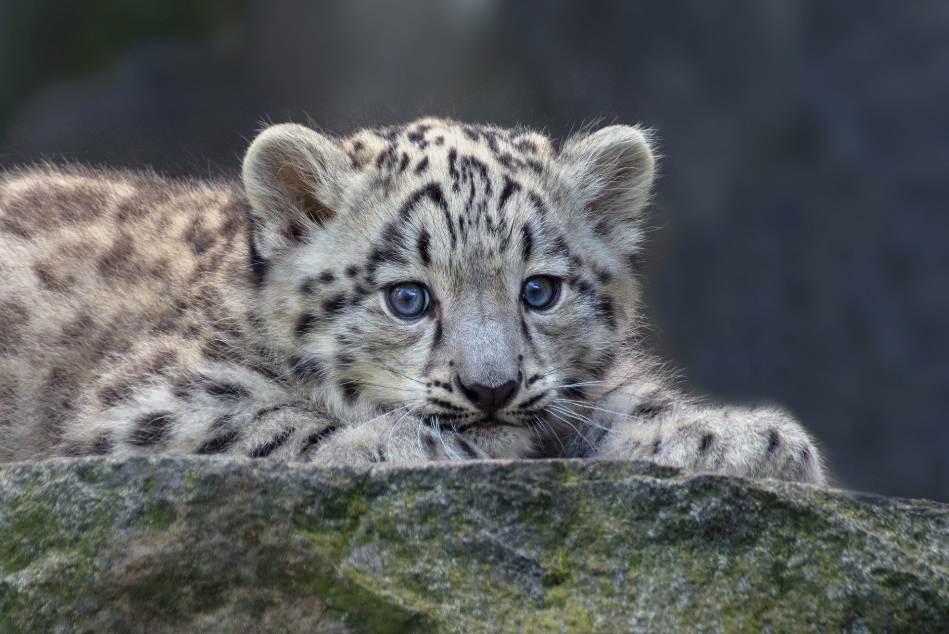 HD desktop wallpaper featuring a close-up of a baby snow leopard cub resting on a rock, showcasing its striking blue eyes and spotted fur.