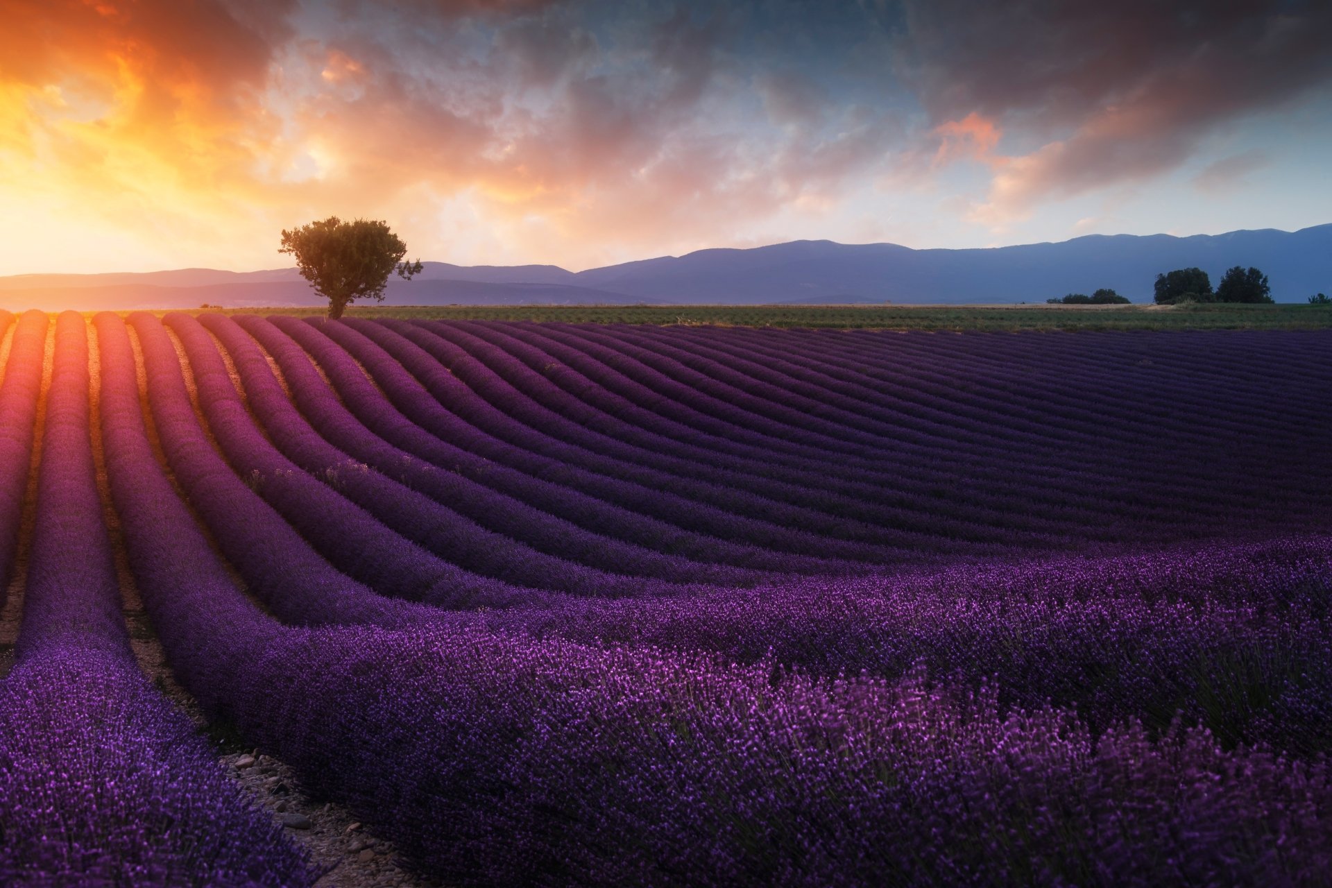 A vibrant 4K Ultra HD summer landscape of a purple lavender field under a colorful sunset sky, with mountains in the distance and a lone tree near the horizon.