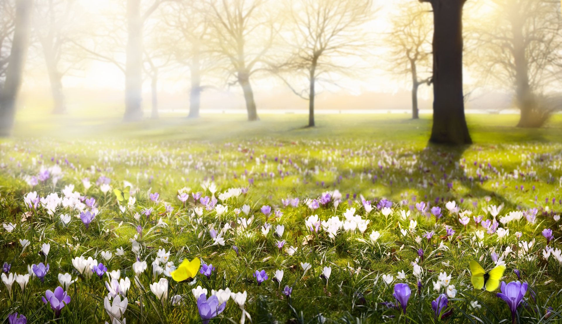 A 4K Ultra HD desktop wallpaper showing a foggy spring meadow with purple and white crocus flowers and a butterfly resting among them in a serene natural setting.