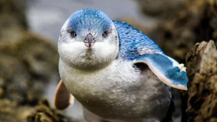 A close-up HD desktop wallpaper of a baby penguin chick with soft blue and white feathers, surrounded by a natural rocky background.