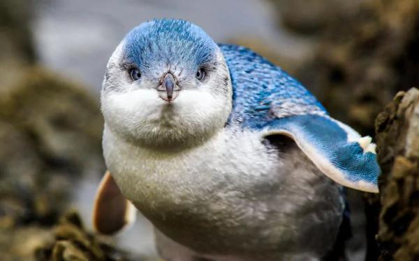  Baby Penguin