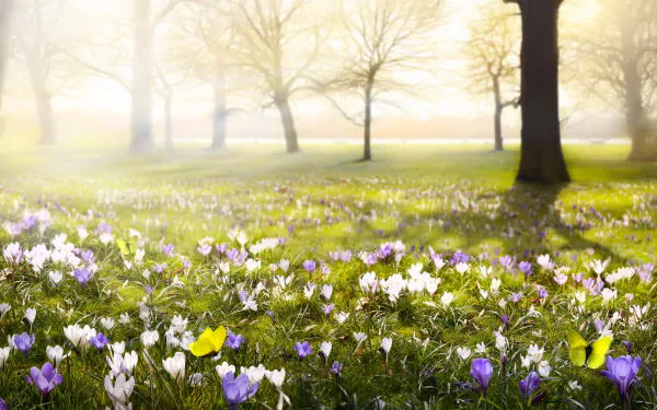 A 4K Ultra HD desktop wallpaper showing a foggy spring meadow with purple and white crocus flowers and a butterfly resting among them in a serene natural setting.