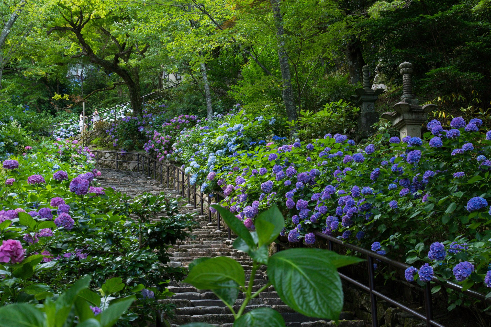 Hydrangeas in Japanese Park HD Wallpaper | Background Image | 3000x2000